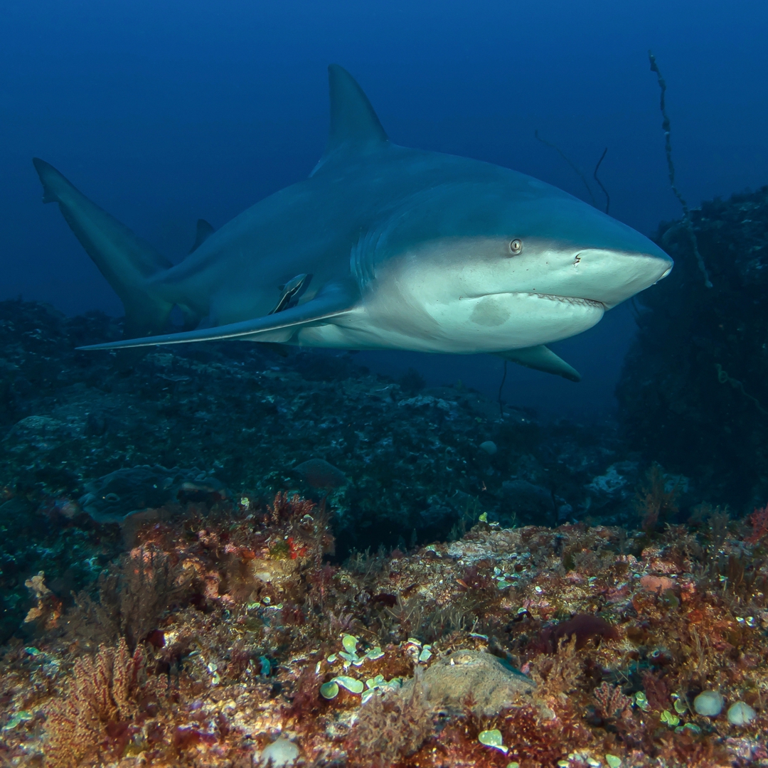 Shark Diving