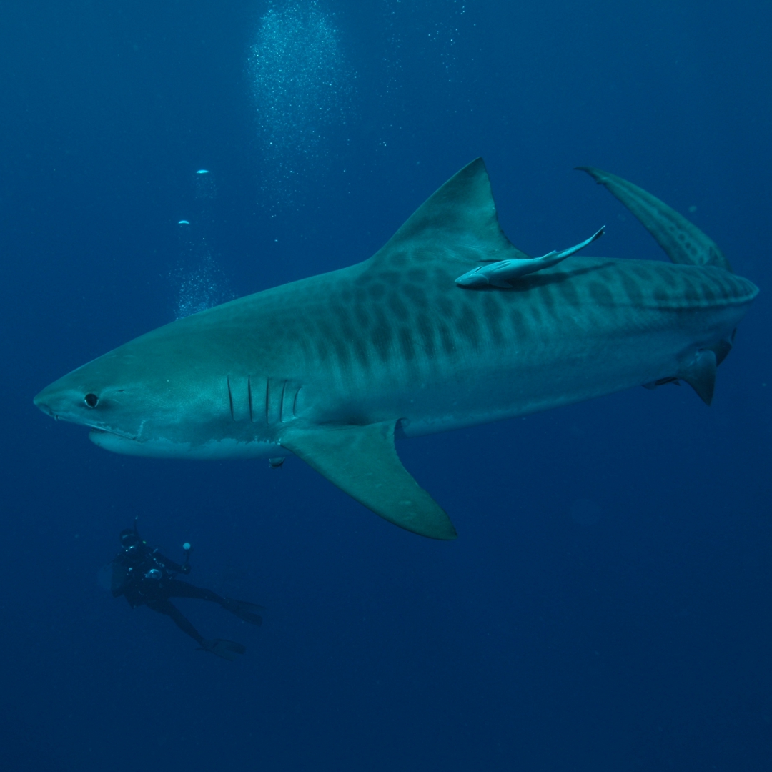 Shark Diving