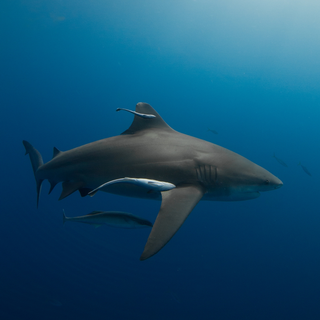Shark Diving