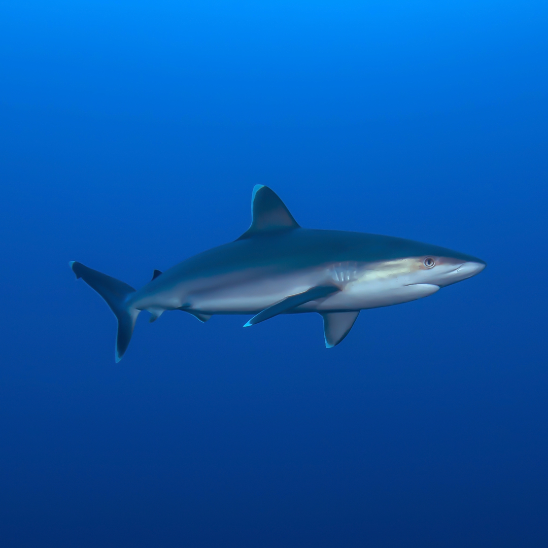 Shark Diving