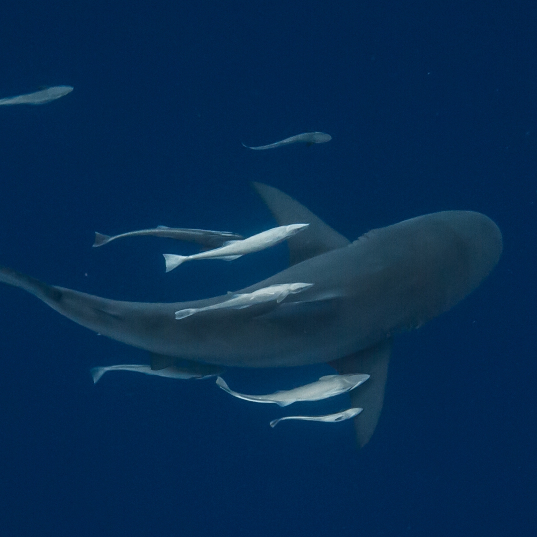 Shark Diving