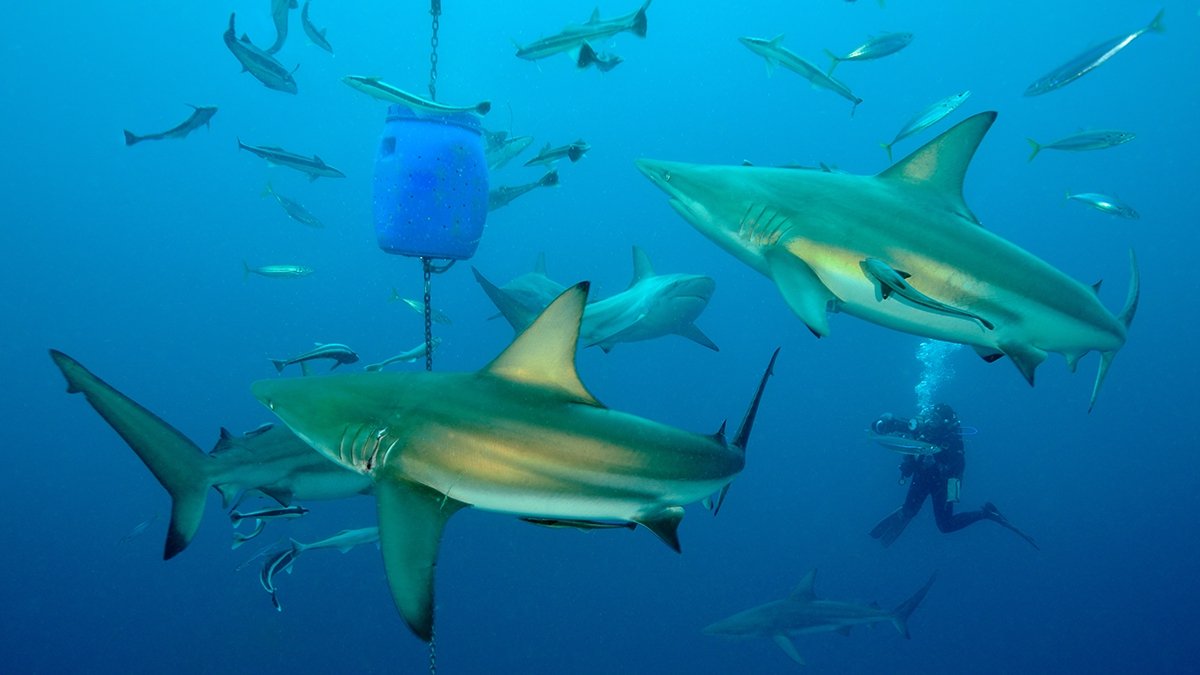 Shark diving with blacktip sharks
