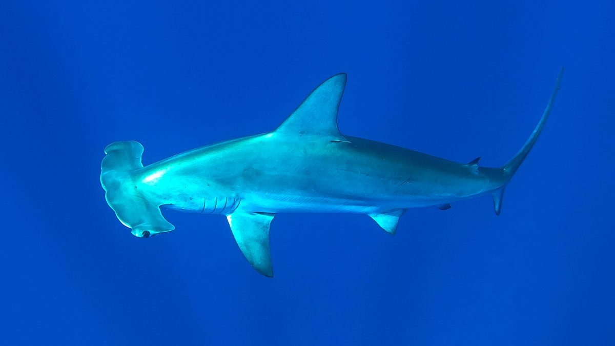 Shark diving with hammerhead shark