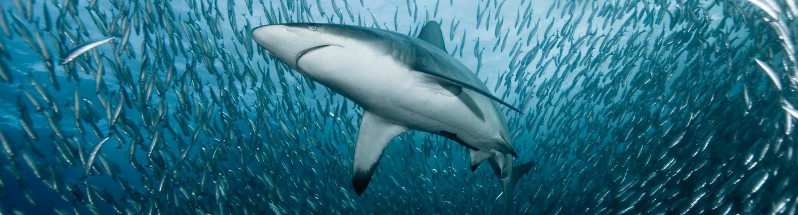 Shark diving in South Africa & Mozambique