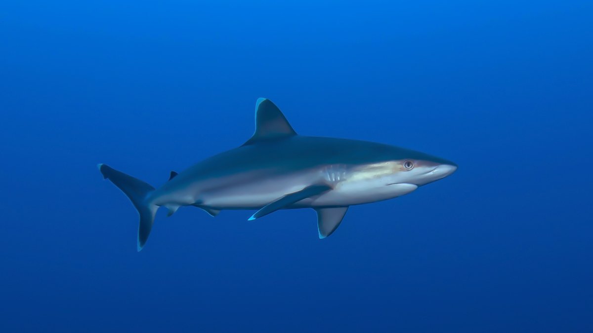 Shark diving in Ponta do Ouro