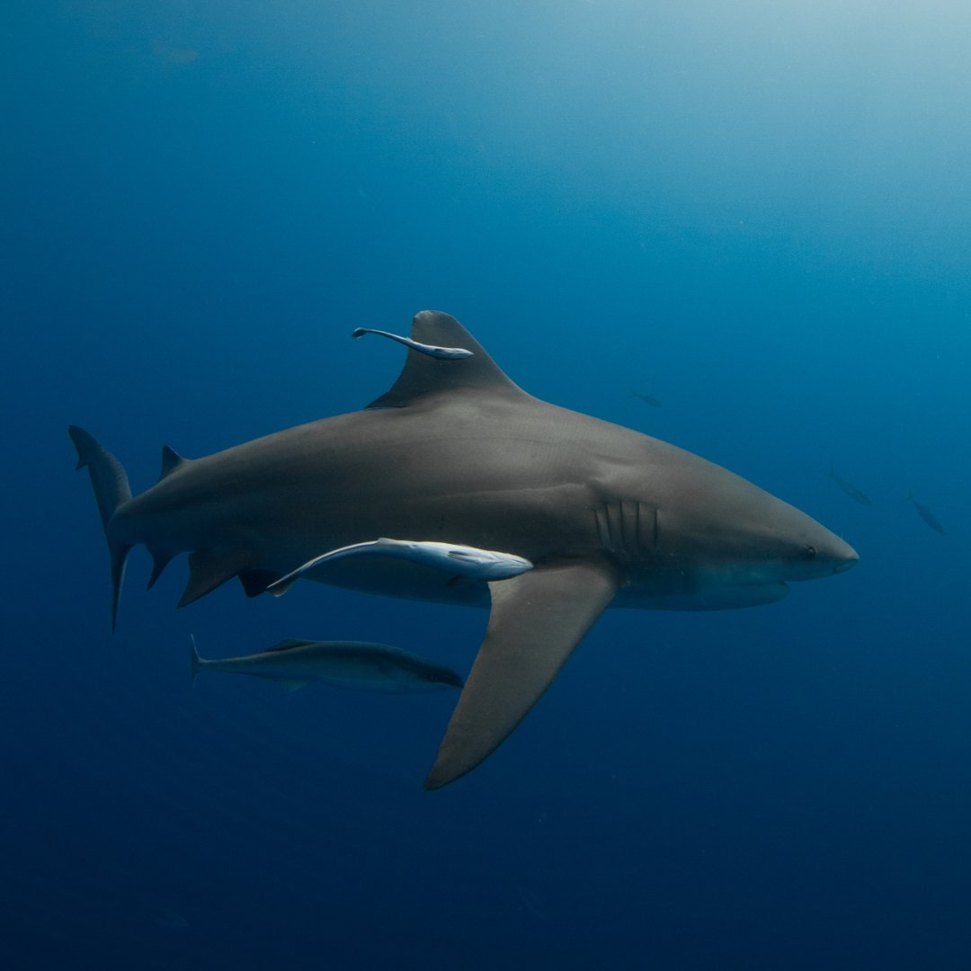 Scuba diving with sharks at Protea Banks, South Africa