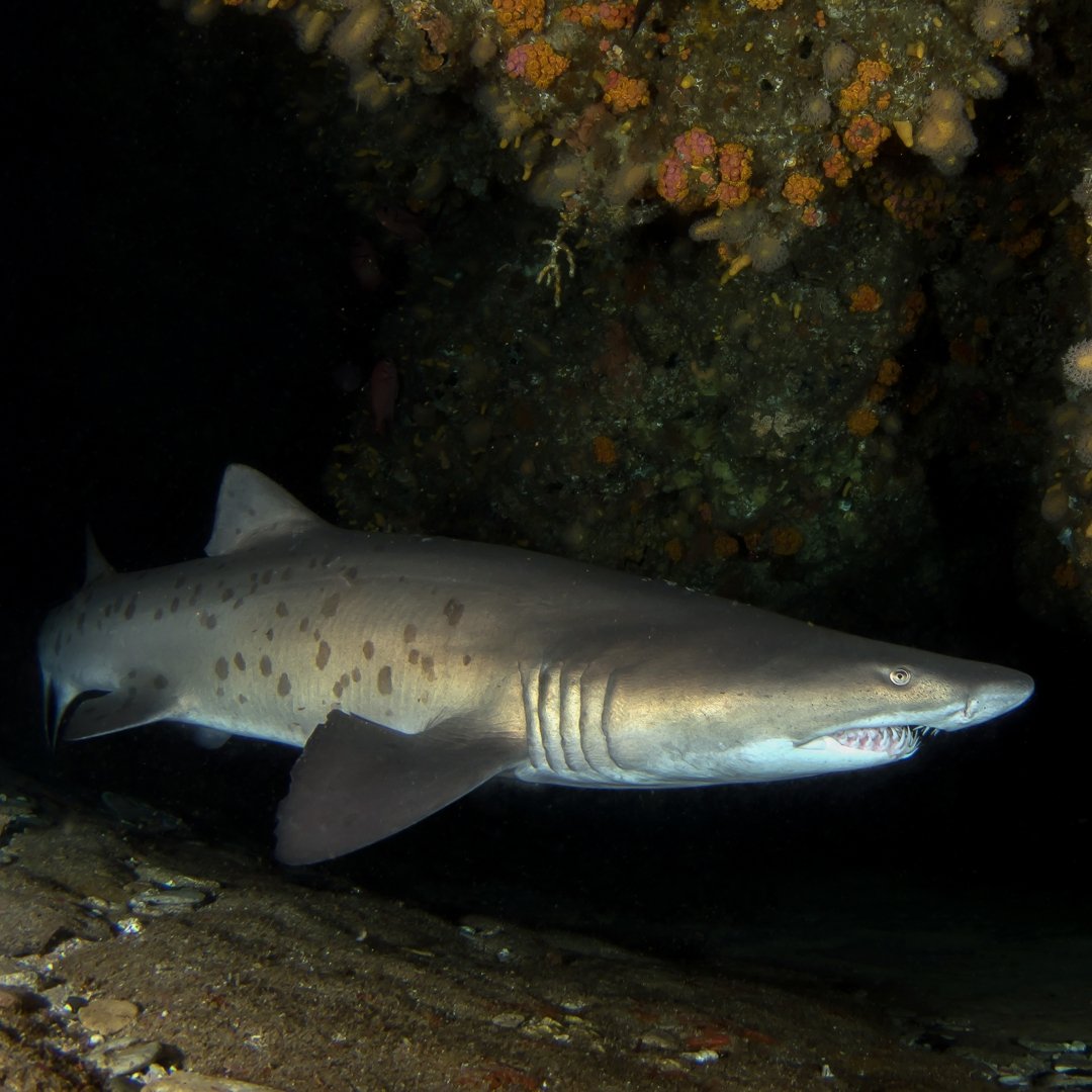 Scuba diving with ragged tooth sharks at Aliwal Shoal, South Africa