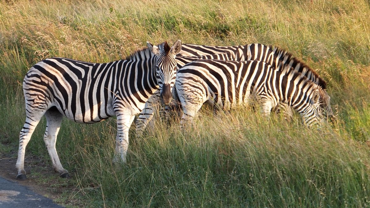 Zebra on Safari in South Africa