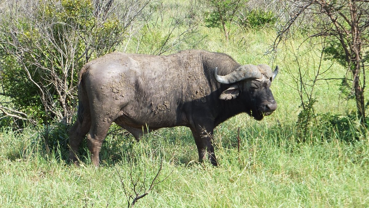 Buffalo on Safari in South Africa