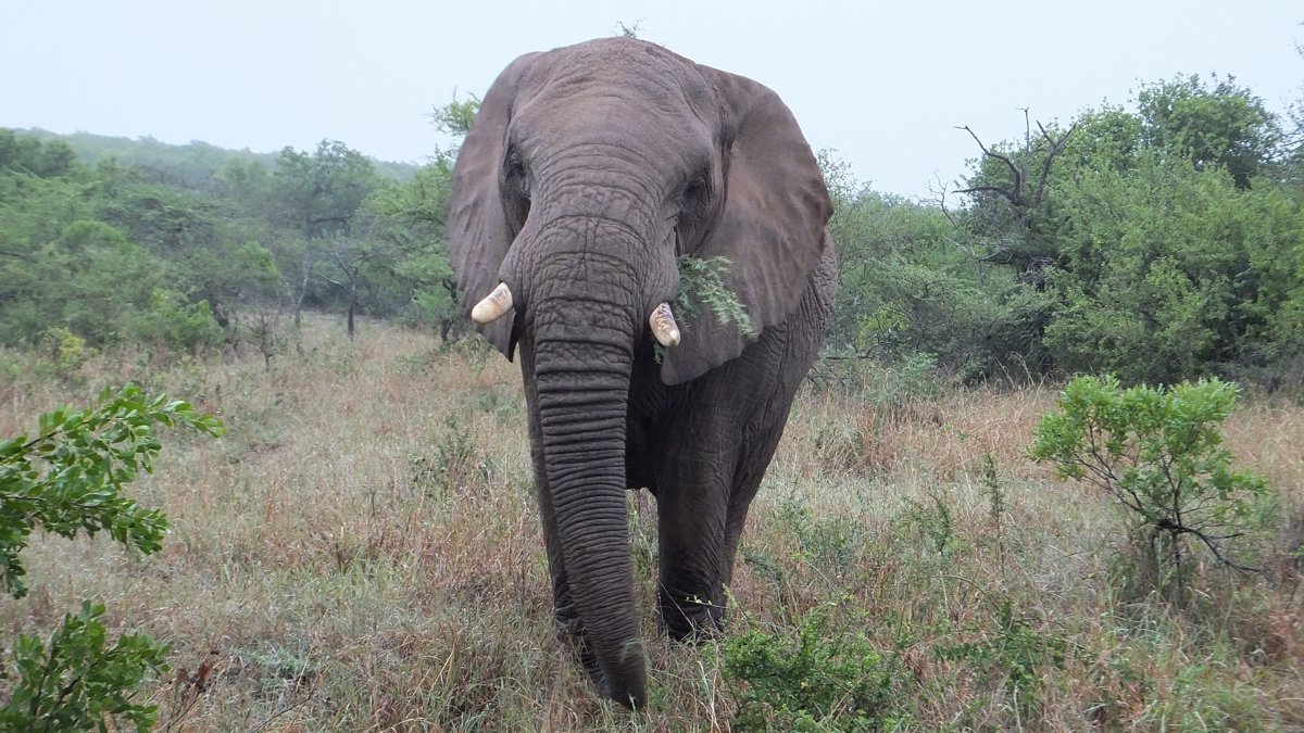 Elephant on Safari in South Africa