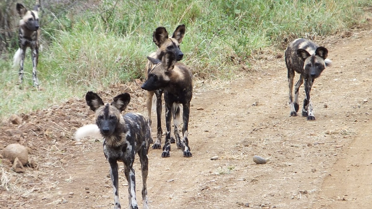 Hyenas on Safari in South Africa