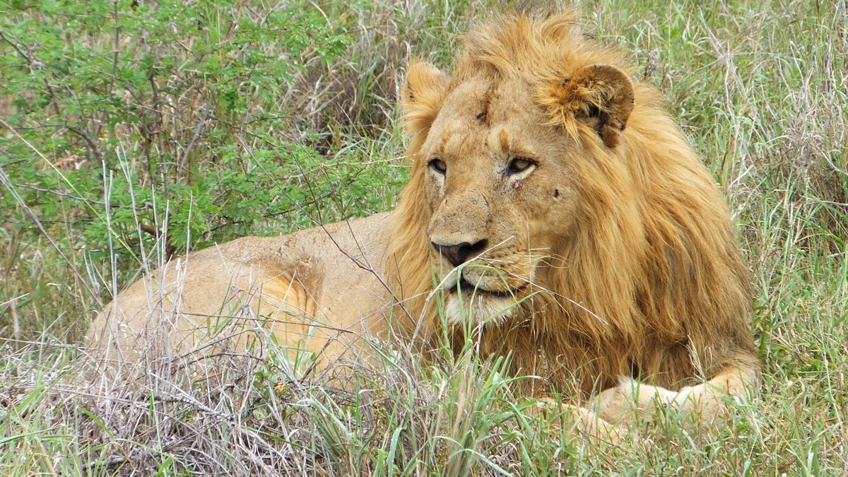 Lion on safari in South Africa