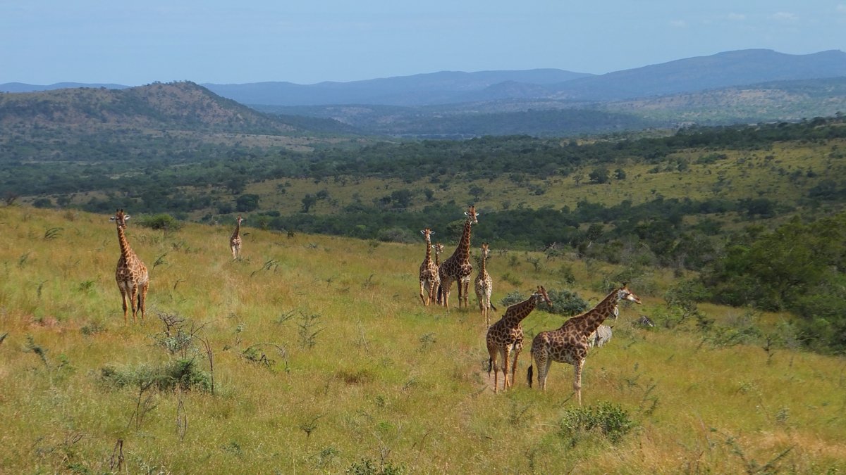 Giraffe on Safari in South Africa