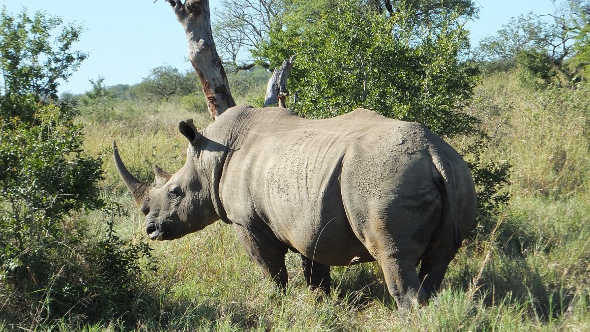 Rhino on Safari in South Africa