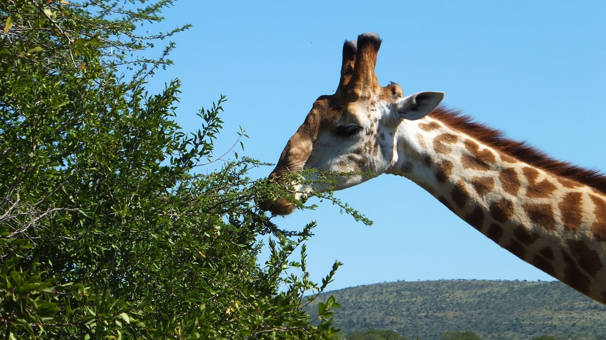 Giraffe on Safari in South Africa