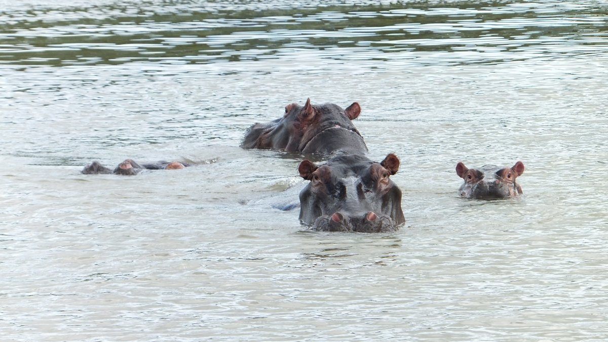 Hippopotamus on Safari in South Africa