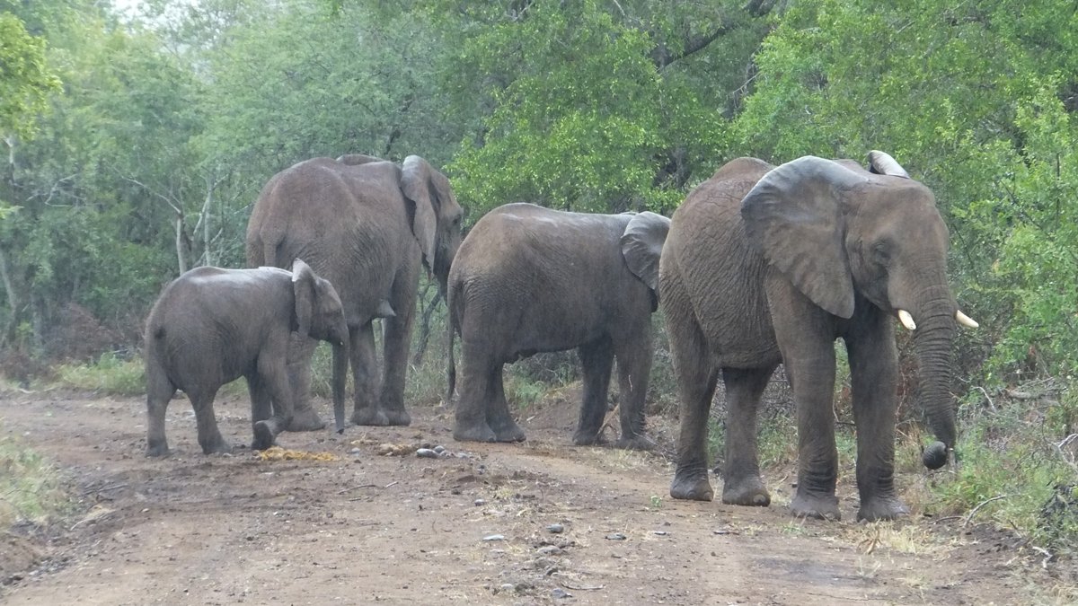 Elephant onSafari in South Africa
