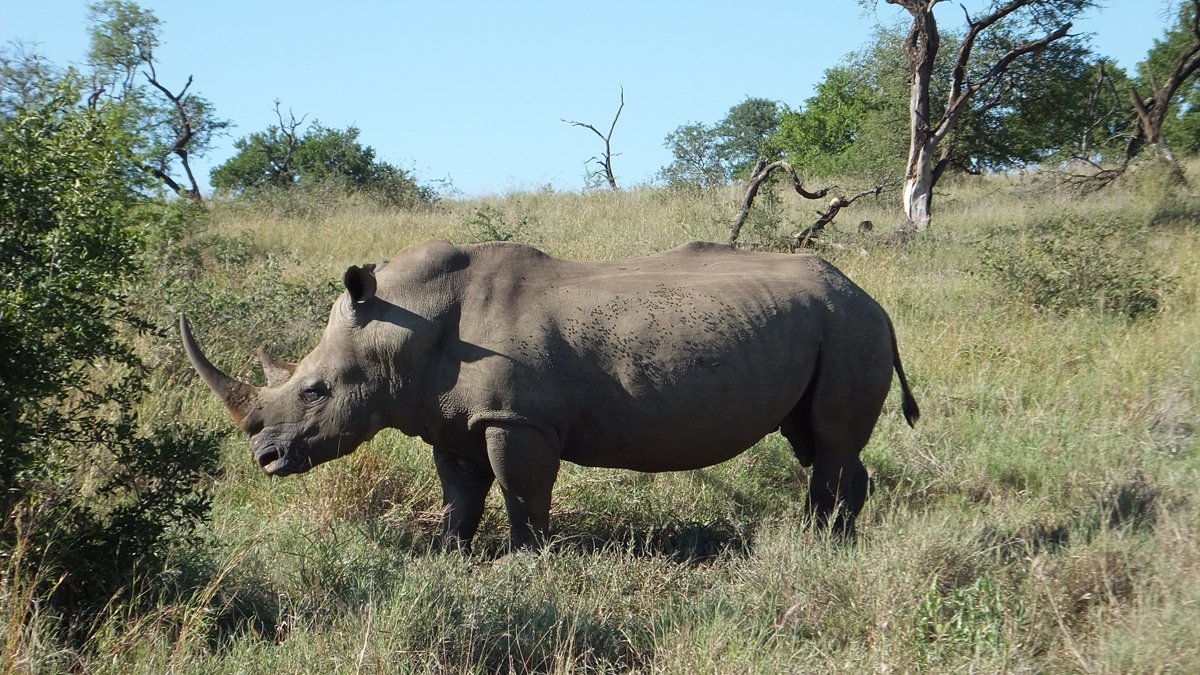 Rhino on Safari in South Africa