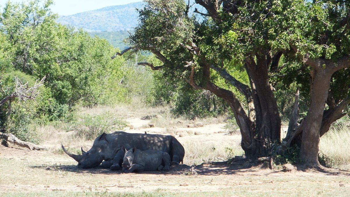 Rhino on Safari in South Africa