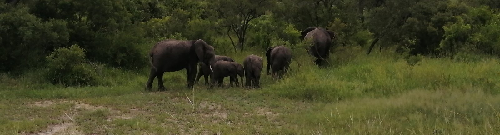 Elephant on safari in South Africa