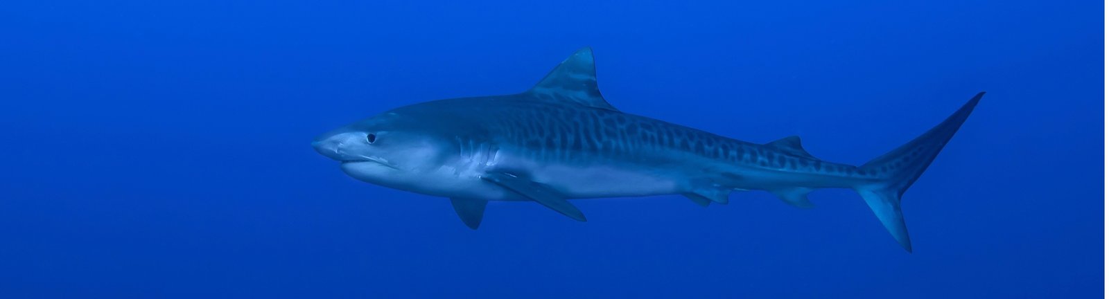 Shark Diving with bull sharks in Ponta Do Ouro, Mozambique