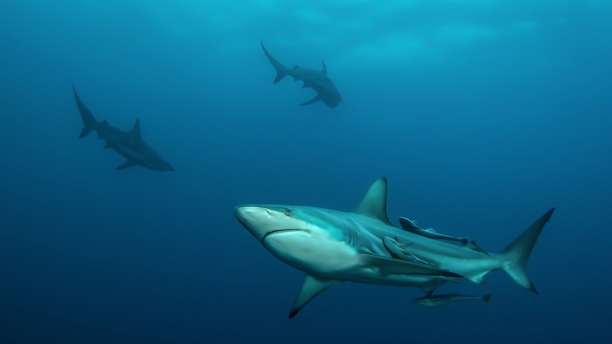 Shark diving in Aliwal Shoal