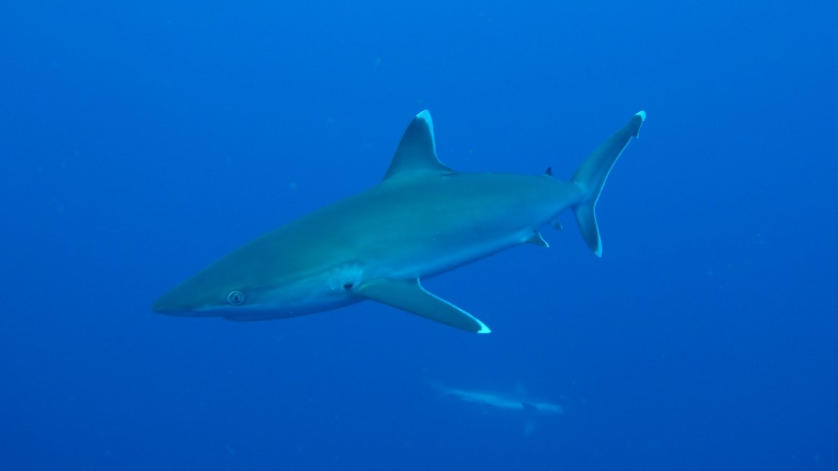 Silvertip shark