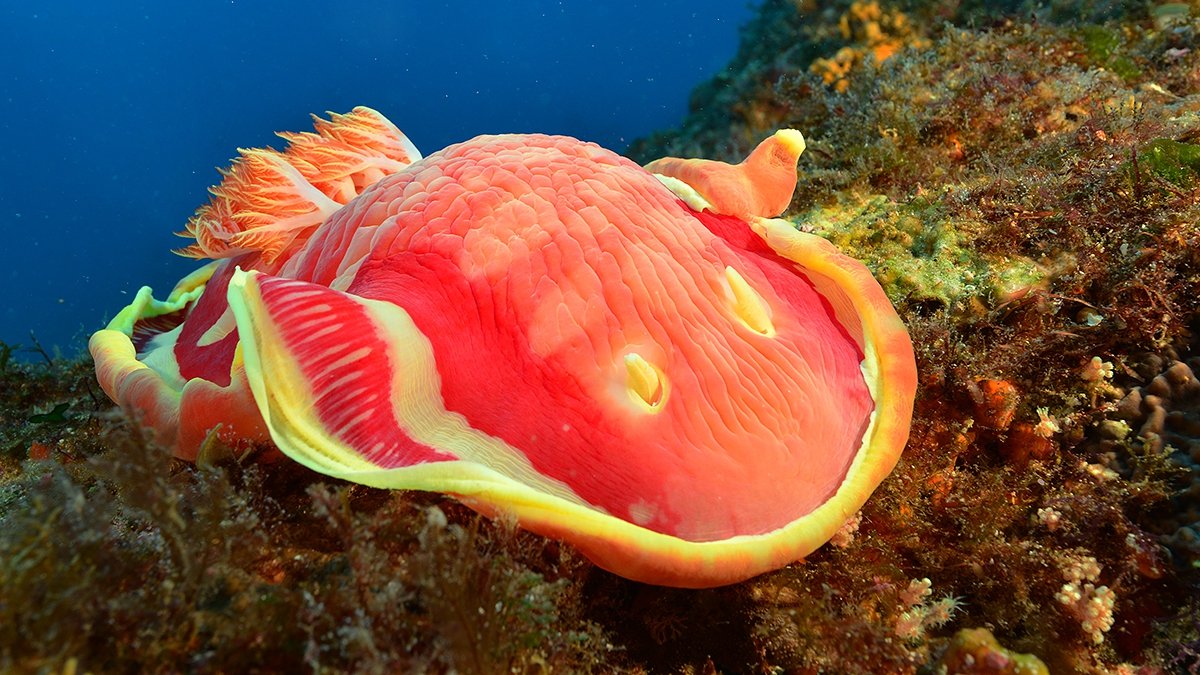 Spanish dancer