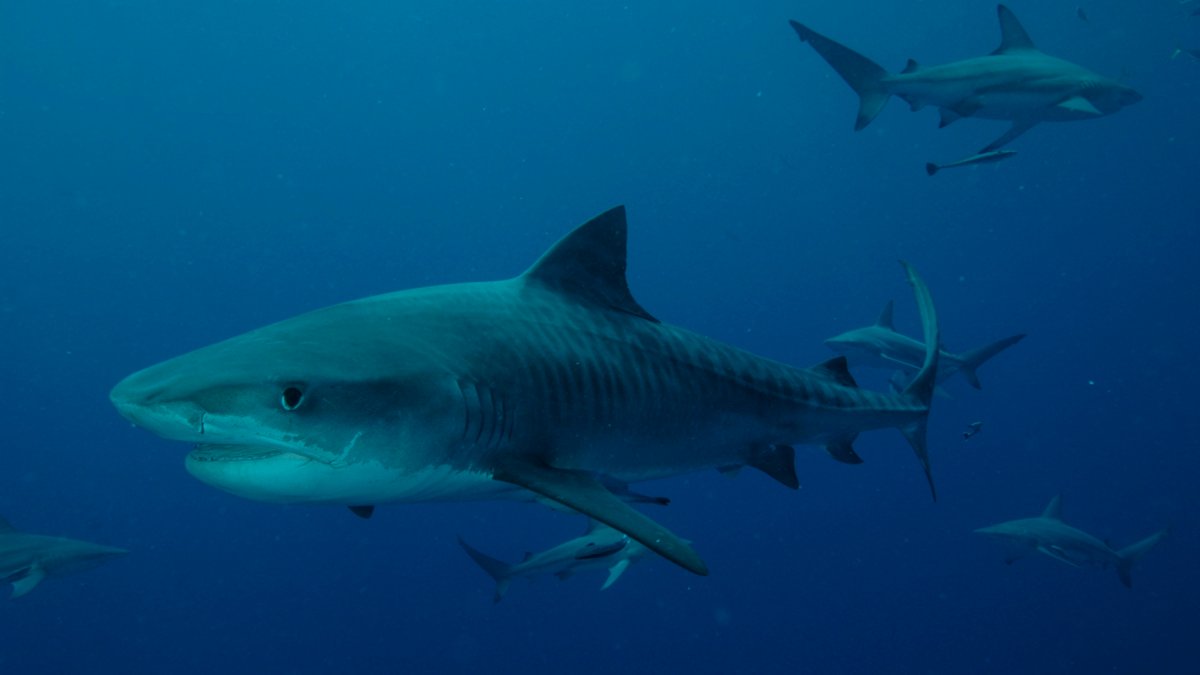 Diving with tiger sharks