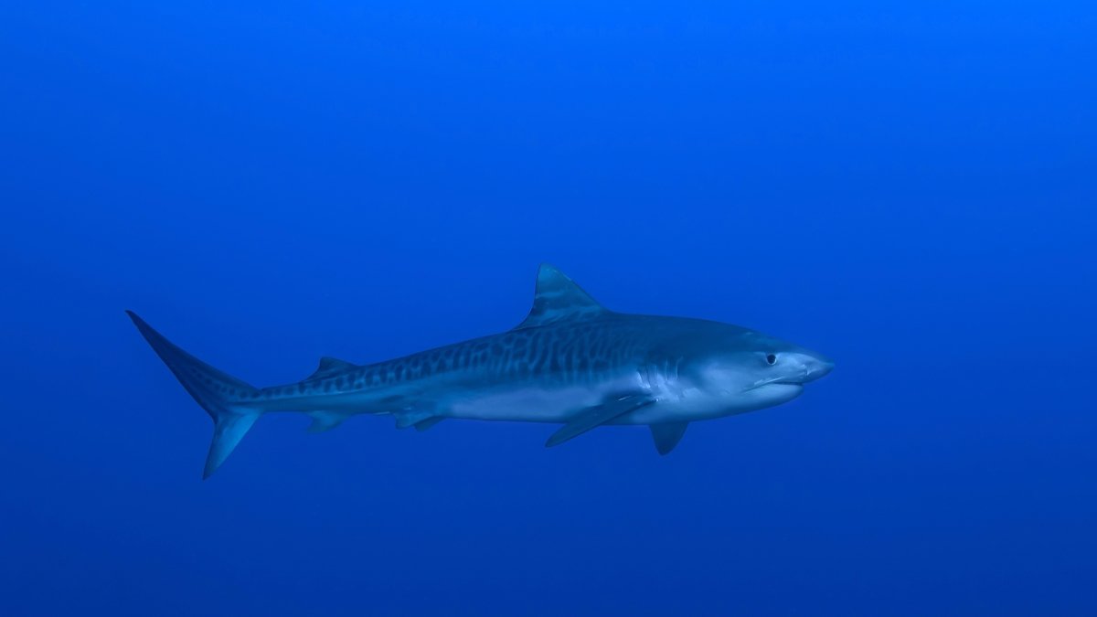 Scuba diving with Tiger shark