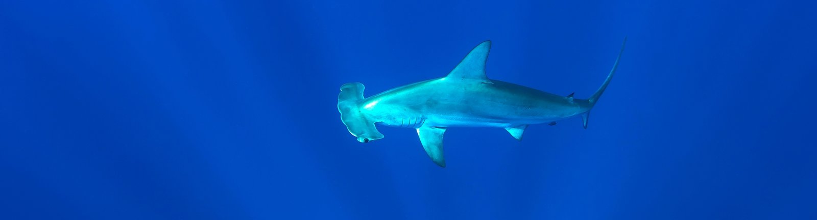 Shark diving with Hammerhead sharks in South Africa