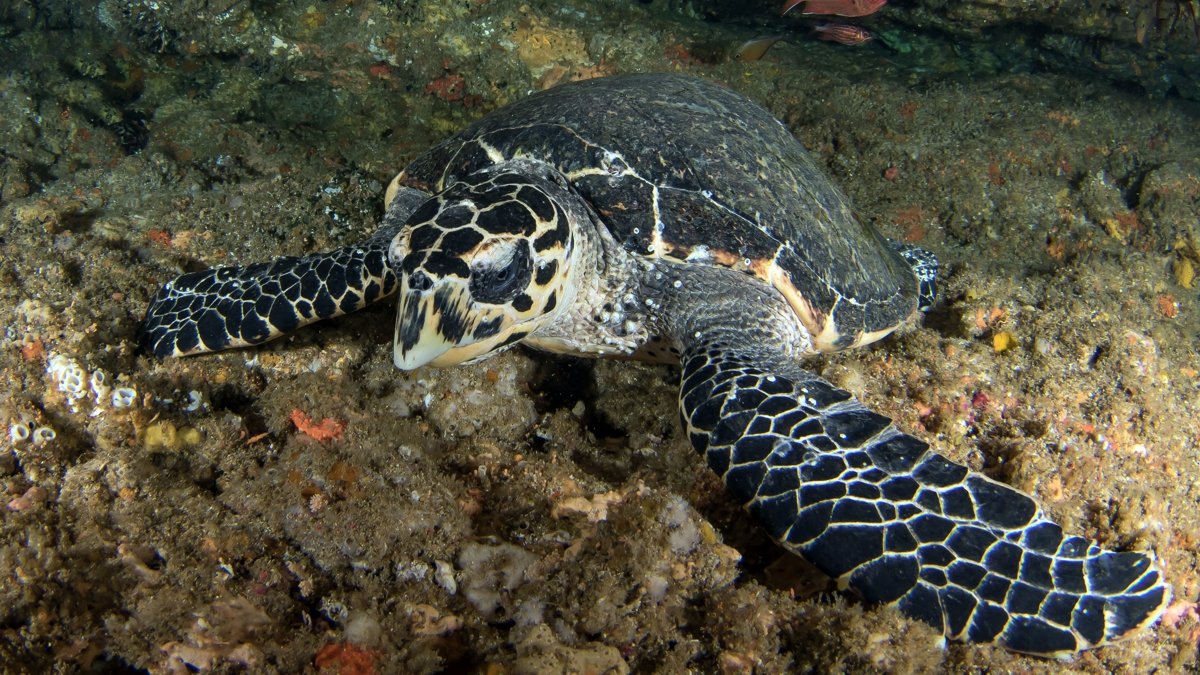 Turtle in Mozambique