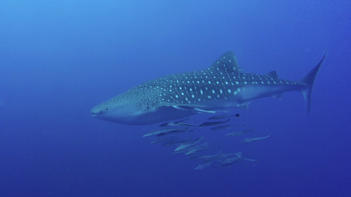 Whale shark South Africa